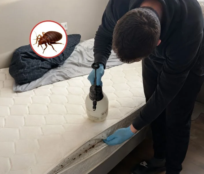 Technicien traitant un matelas contre les punaises de lit à Omerville